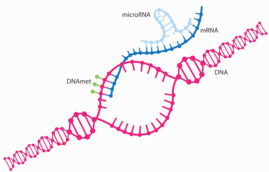 3 dr debbie norval microRNAs