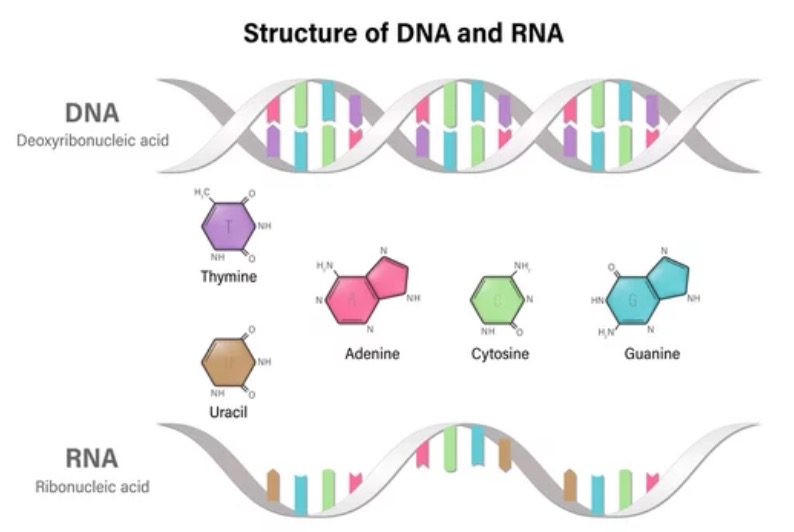 4 dr debbie norval microRNAs
