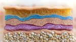 1 dr vanessa lapiner skin barrier sep 2025